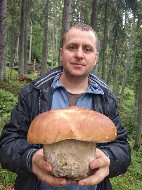 Справжній гриб-велетень знайшли в Карпатах