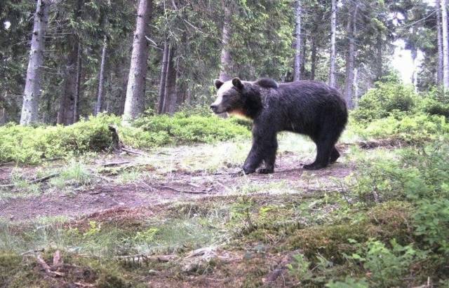 Бурий ведмідь позував перед фотопасткою лісівників у Карпатах