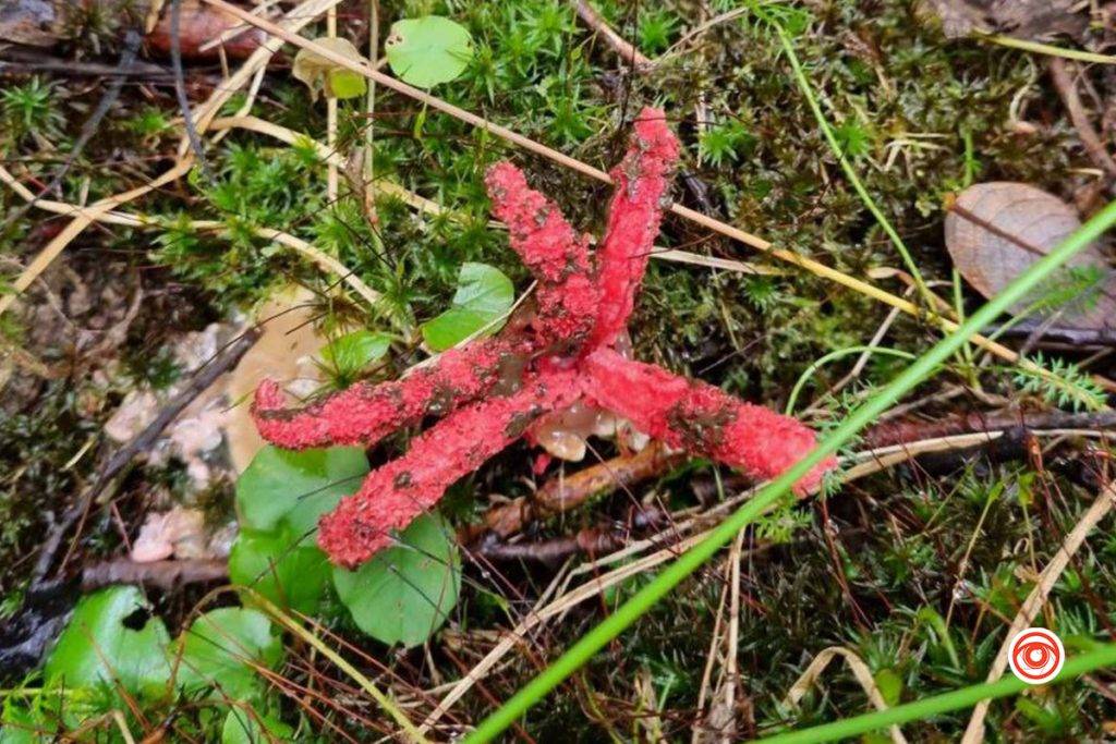 “Пальці диявола”: у лісі поблизу Франківська знайшли червонокнижний гриб