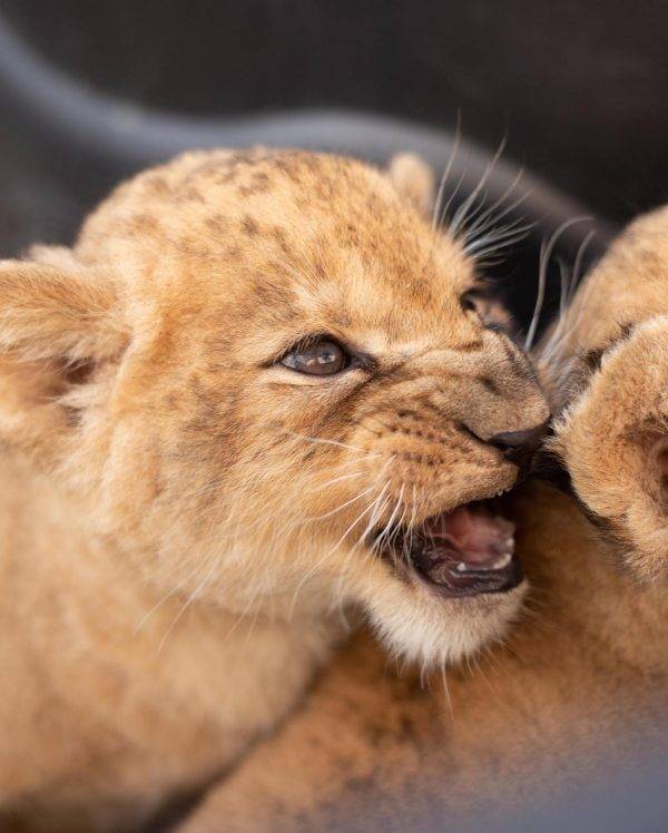 На Франківщині в Парку історії Землі народилося двоє левенят