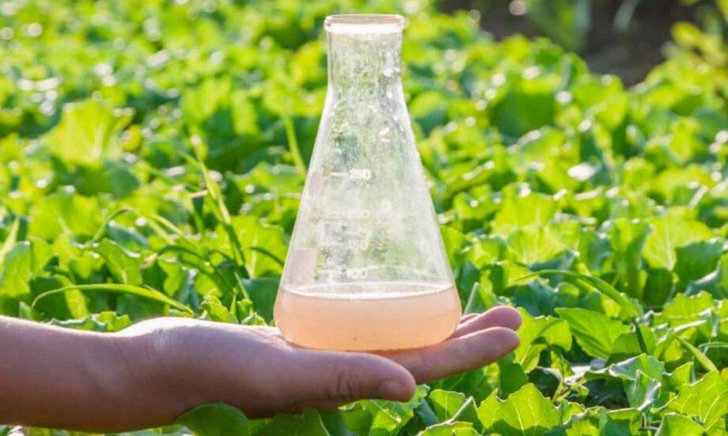 Що це за речовини фунгіциди?