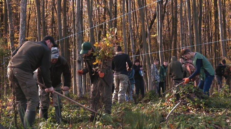 На Франківщині жителі громади висадили понад 2 тисячі саджанців дуба та дугласії