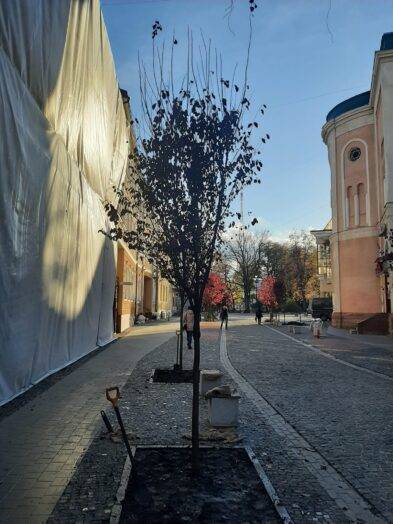 У Франківську розпочався осінній сезон садіння дерев