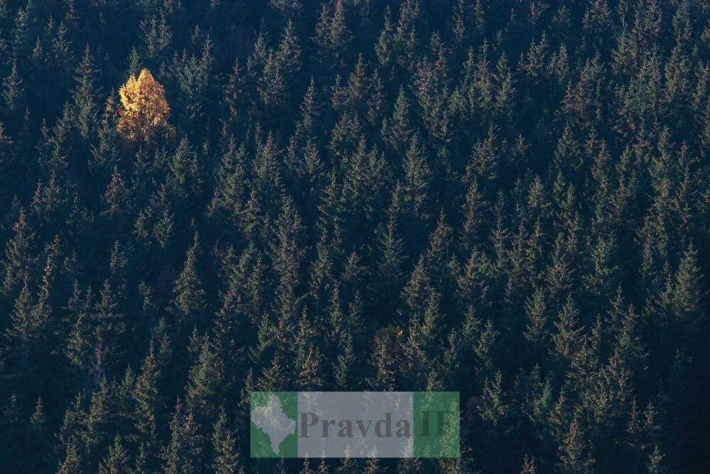 Найгарніші місця Карпат: Хребет Кострич ФОТОРЕПОРТАЖ