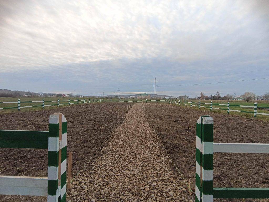 насіння дерев,висадка дерев,лісівники франківщини