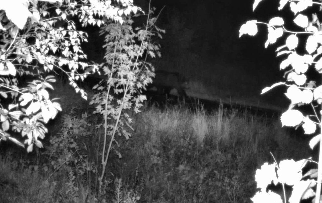 На Буковині прикордонники зустрілися з господарем Карпат,ведмеді,прикордонники