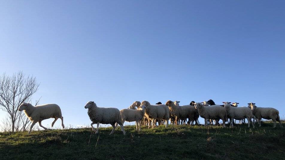 Прикарпатець вивів нові породи овець