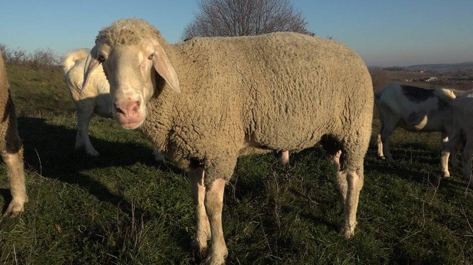 Прикарпатець вивів нові породи овець
