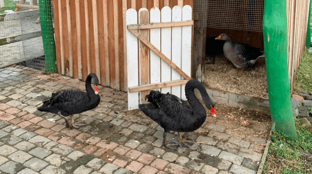 птахи із франківського парку,франківські лебеді,везендорф павлівка