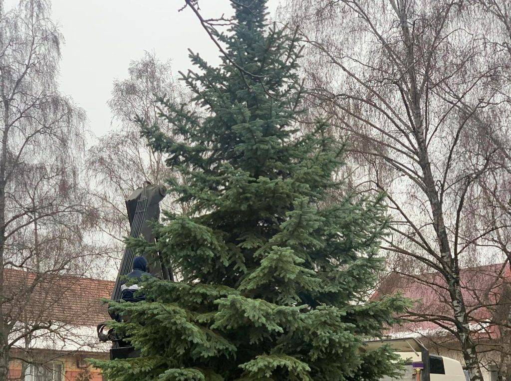 На пам'ять про рік стійкості у Богородчанах посадили живу ялинку