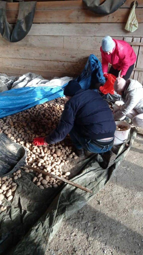 Понад дві тонни картоплі виростили у Коломиї для вимушених переселенців