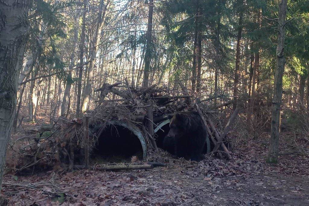 У Галицькому нацпарку прокинулось сімейство ведмедів