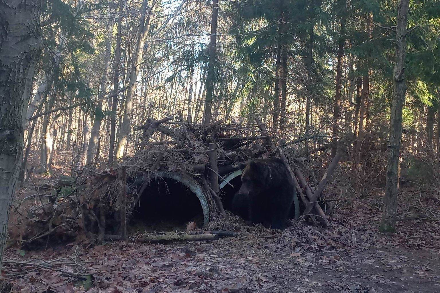 У Галицькому нацпарку прокинулось сімейство ведмедів