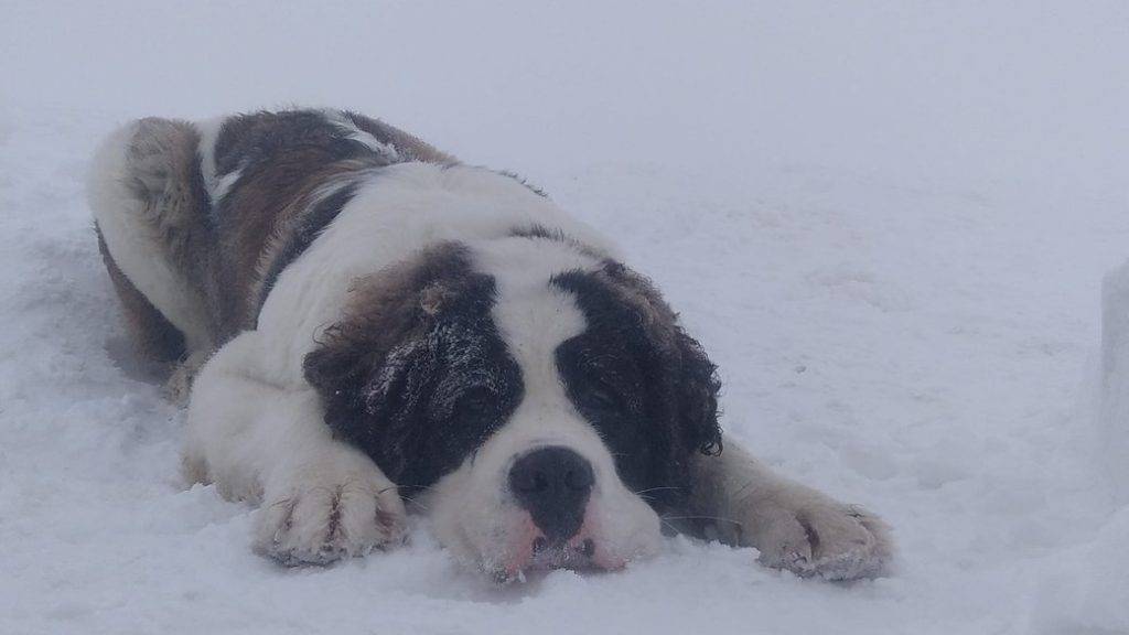 У Карпатах — ускладнення погодних умов, туристів закликають не йти в гори