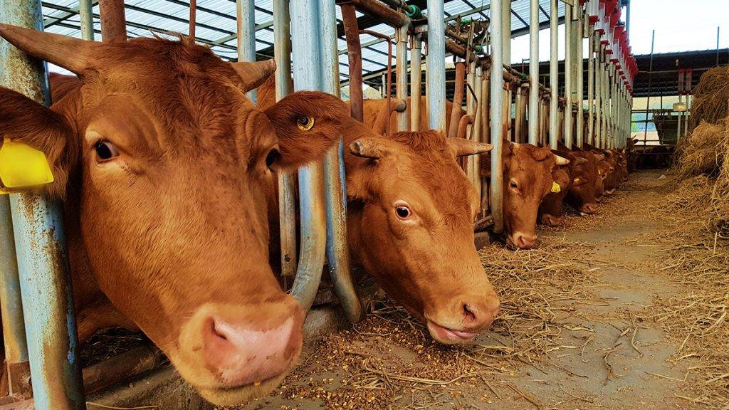 На Косівщині зафіксували випадок сказу