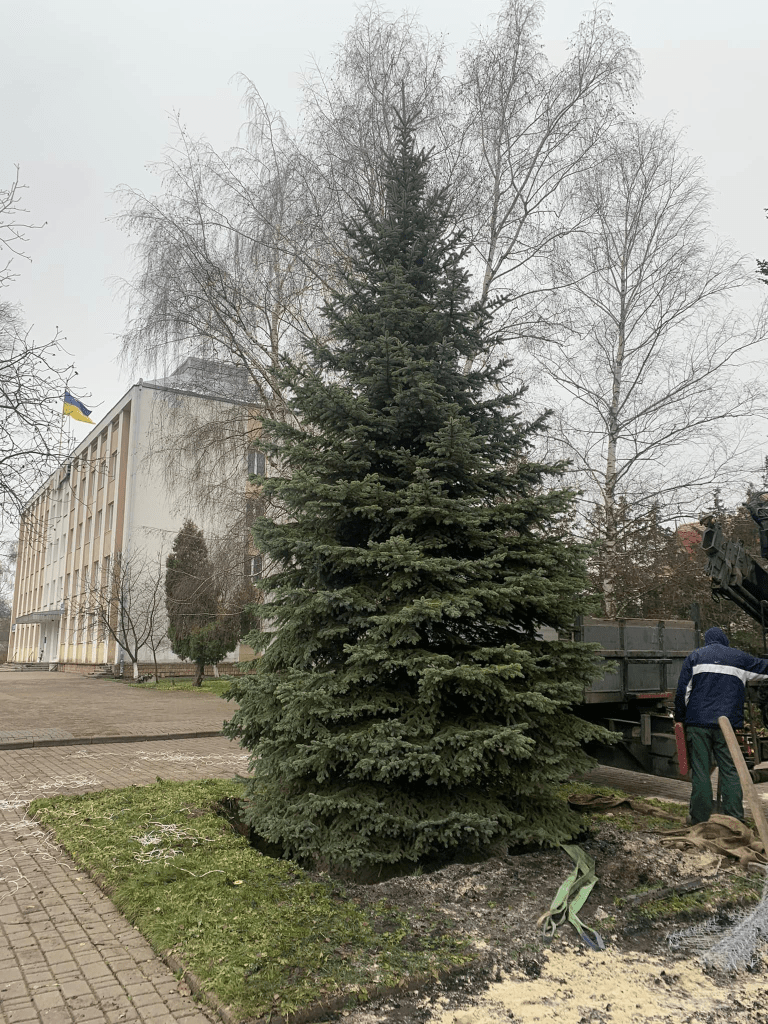 На пам'ять про рік стійкості у Богородчанах посадили живу ялинку