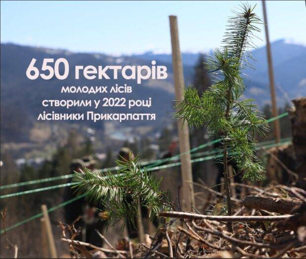 За рік лісівники Прикарпаття висадили майже 3 мільйони дерев