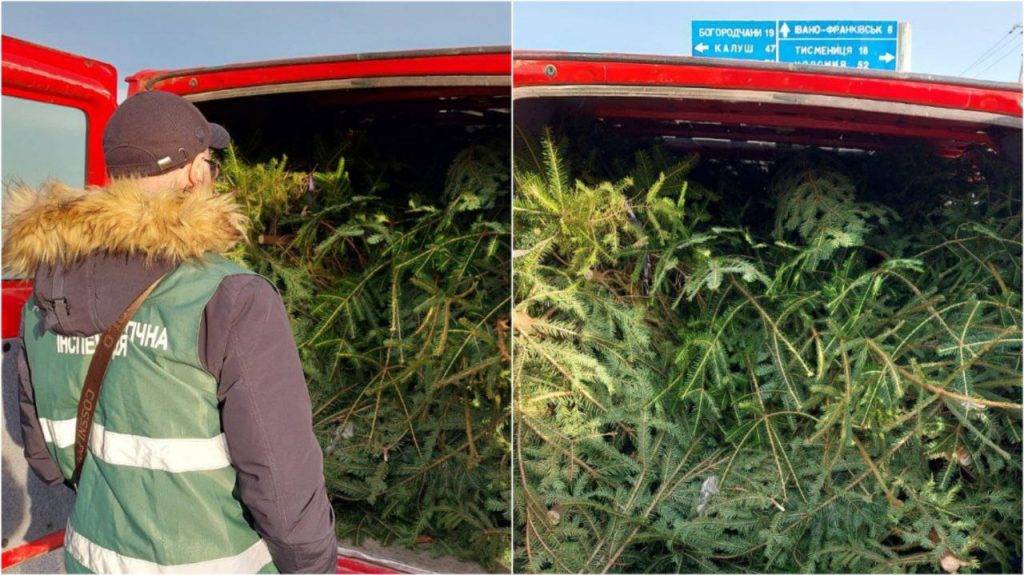 На Франківщині екоінспектори виявили в авто чоловіка десятки нелегальних ялинок
