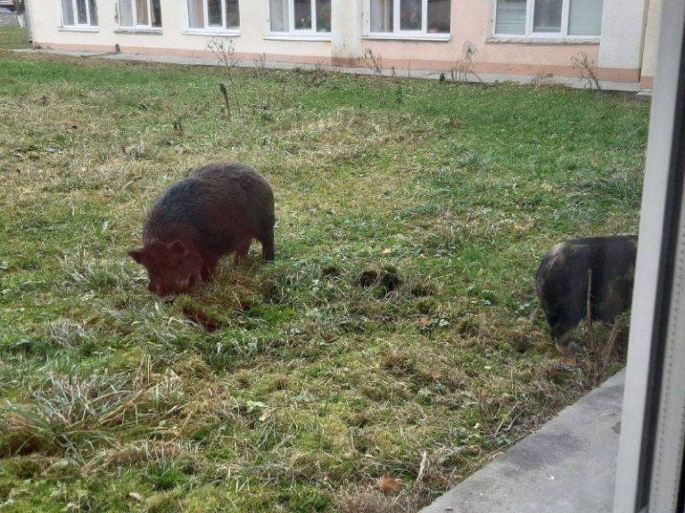 У Калуші на подвір’ї пасуться свині