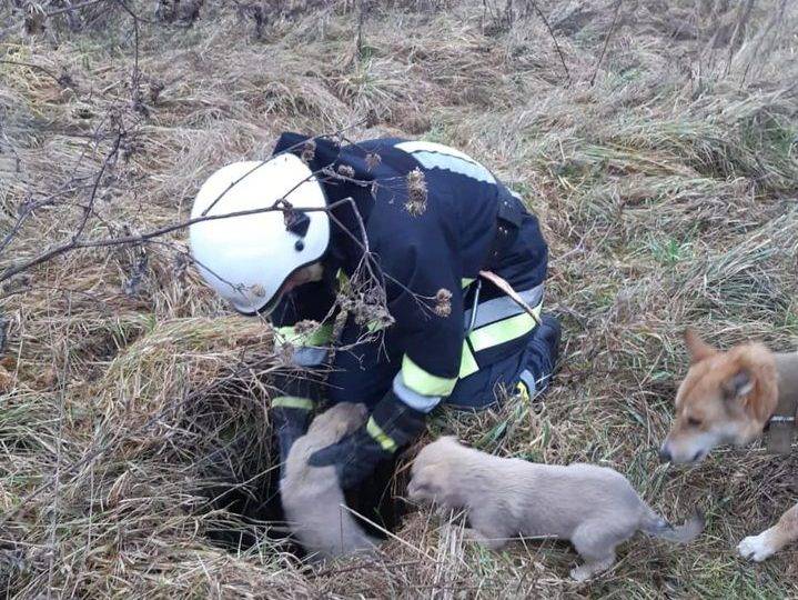 Біля Франківська двоє цуценят впало в каналізаційний колодязь, допомогли рятувальники