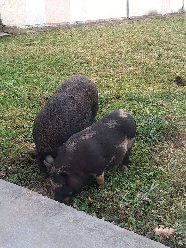 У Калуші на подвір’ї пасуться свині
