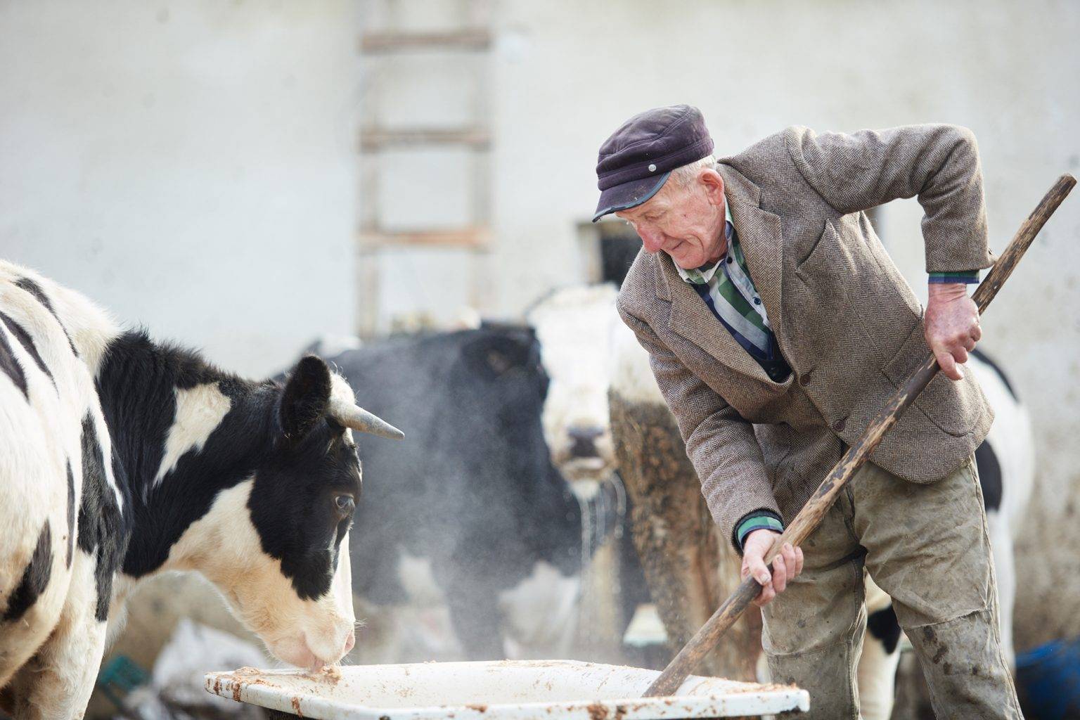 У Франківській громаді фермери можуть отримати дотації: хто та скільки