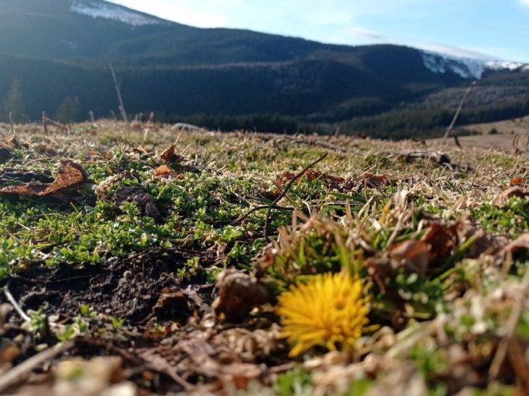 Через аномальне тепло у Карпатах розцвіли квіти