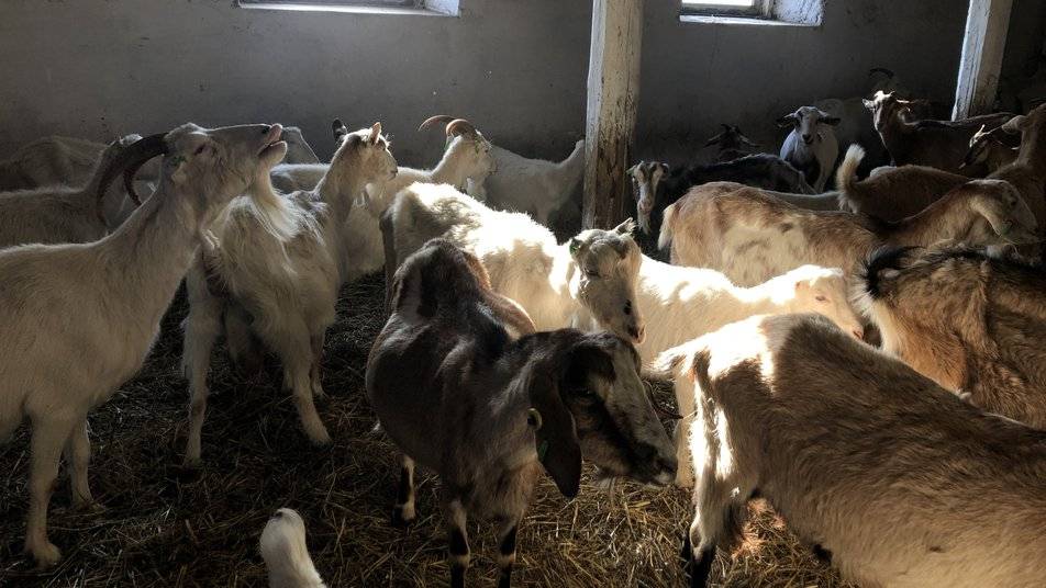 Ферма на Франківщині стала прихистком для понад пів сотні тварин з Донеччини