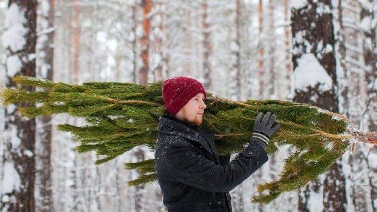 Куди у Франківську можна здати на утилізацію новорічну ялинку: адреси