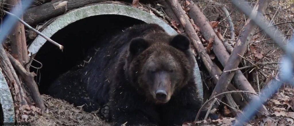 Четверо ведмедів у Галицькому нацпарку прокинулися через потепління