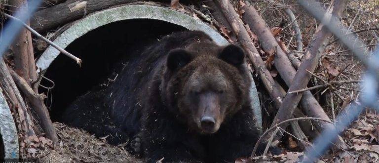 Четверо ведмедів у Галицькому нацпарку прокинулися через потепління