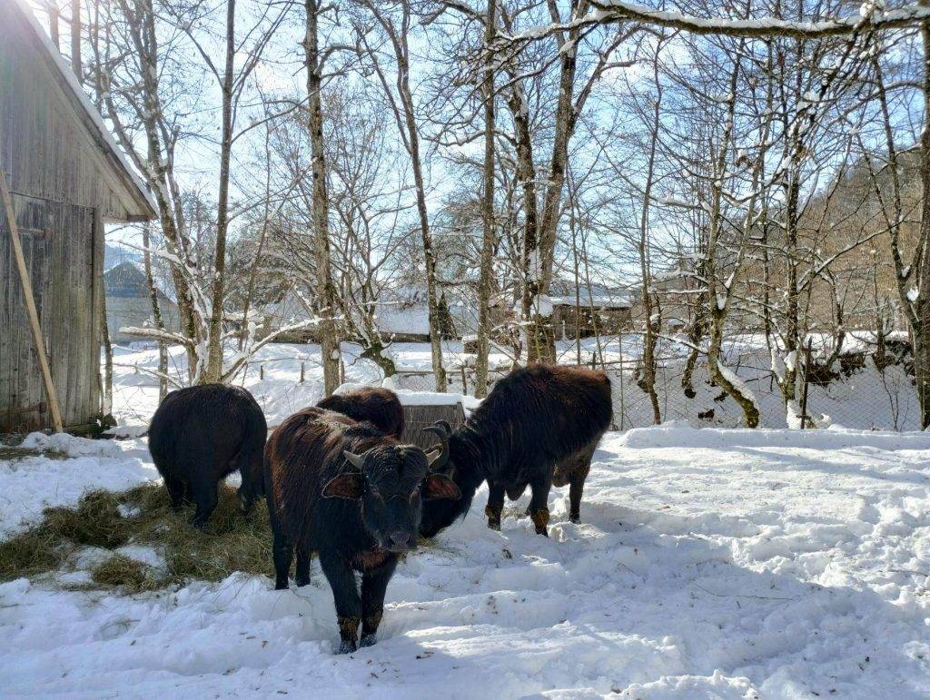 Як зимують закарпатські буйволи, які рятують Долину нарцисів