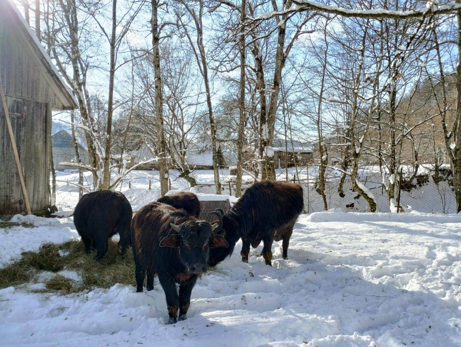 Як зимують закарпатські буйволи, які рятують Долину нарцисів
