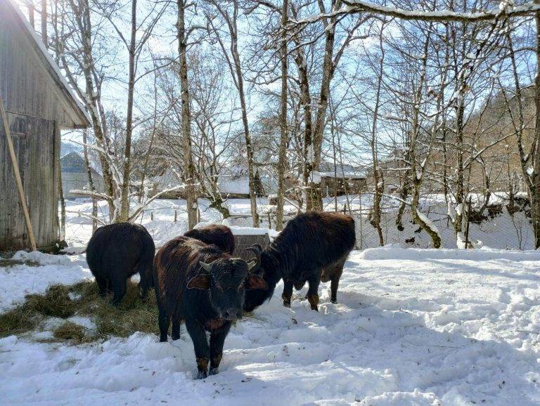 Як зимують закарпатські буйволи, які рятують Долину нарцисів