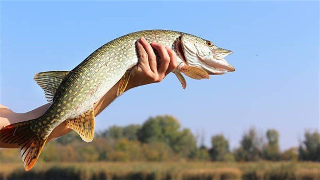 В Україні вперше ввели тимчасову заборону на вилов щуки