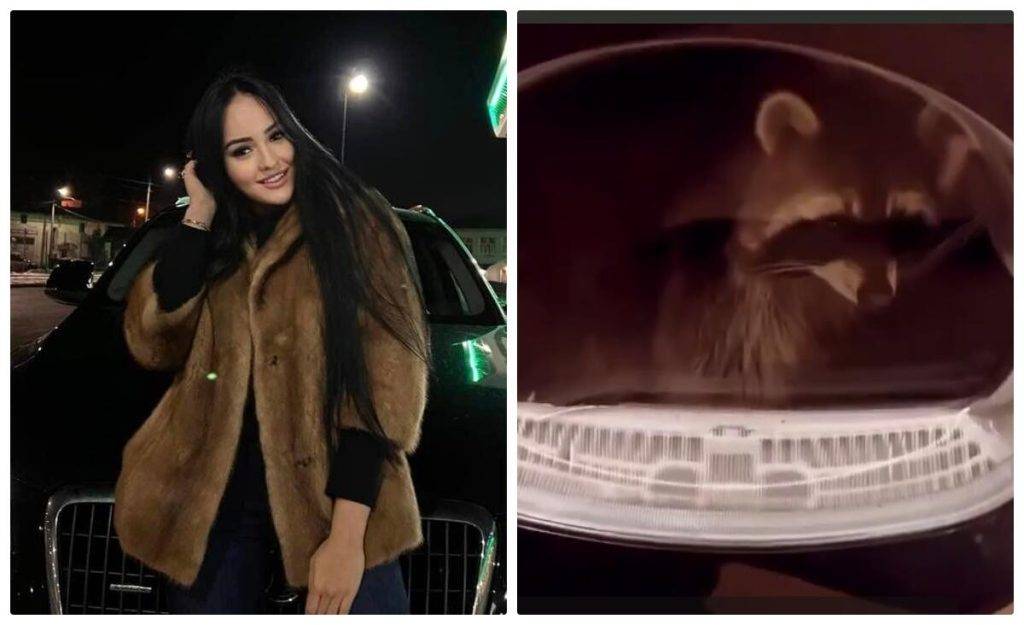 Поліція візьметься за франківку, яка “випрала” єнота у пральній машині