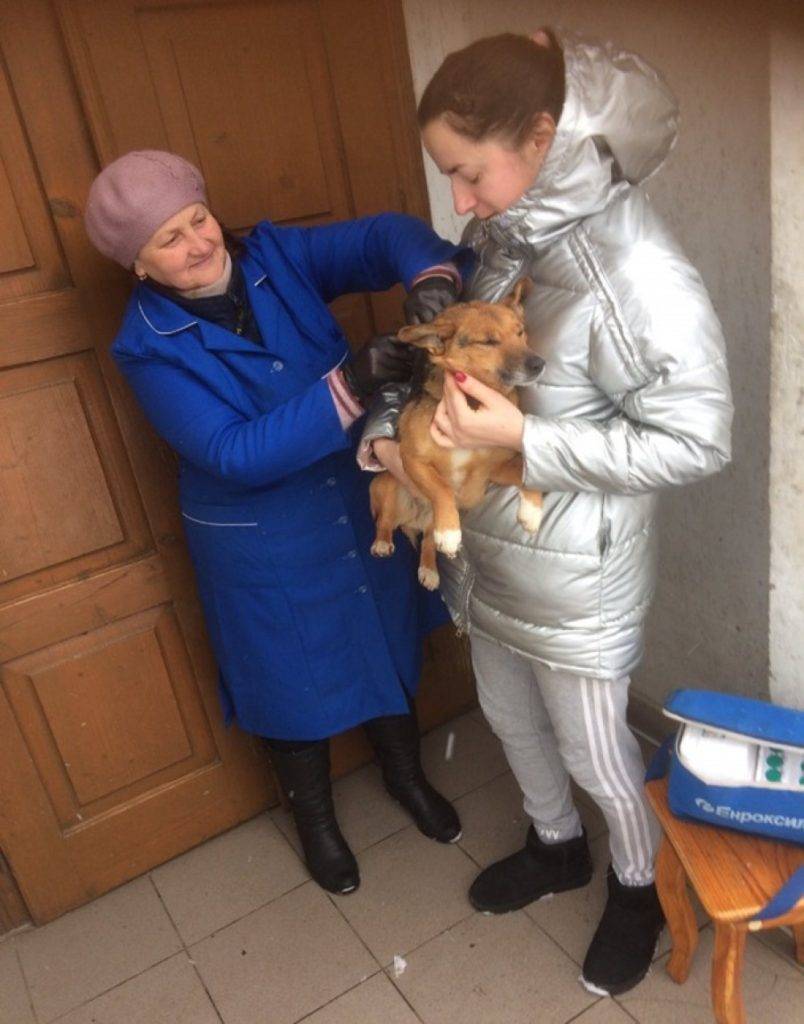 У двох селах Калущини через сказ у собаки вакцинують усіх тварин