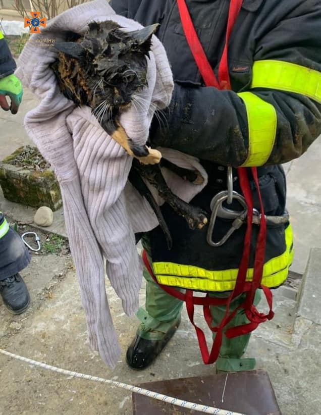 Прикарпатські рятувальники витягли з колодязя кота