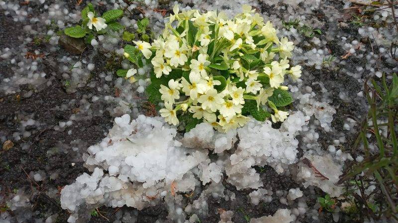 У Франківську випав град: Містяни діляться світлинами