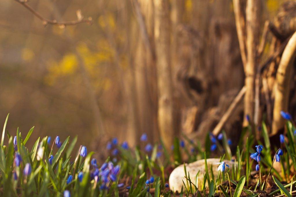 Сьогодні на Франківщині до +11 градусів тепла