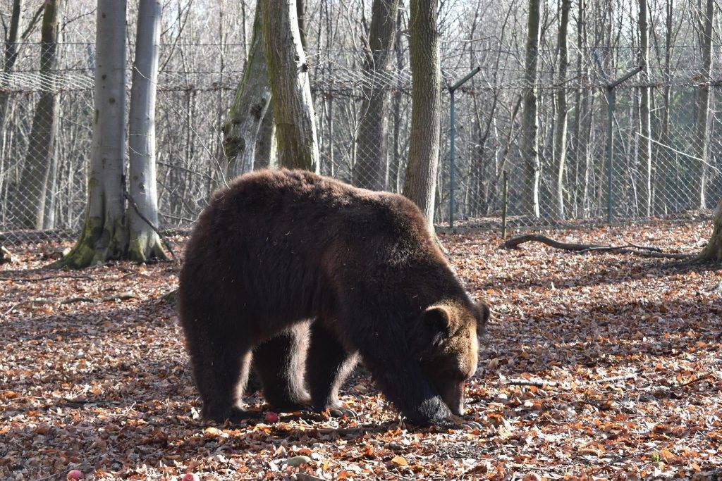 У Галицькому нацпарку ведмеді тішаться весні. ФОТО