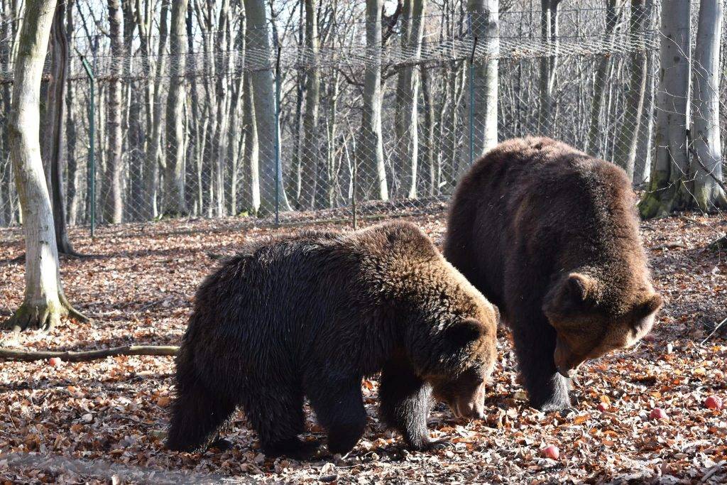 У Галицькому нацпарку ведмеді тішаться весні. ФОТО