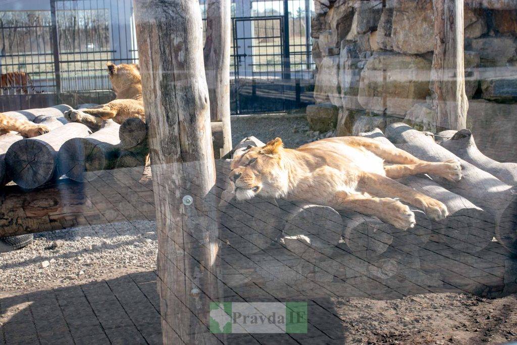 Олені, леви: Кого можна зустріти в Парку історії Землі на Прикарпатті
