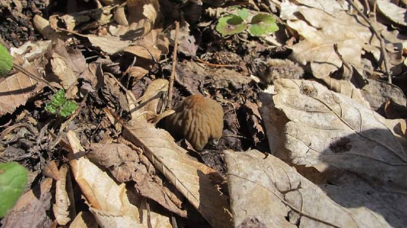 У лісах на Прикарпатті з'явилися перші гриби - шушеребки