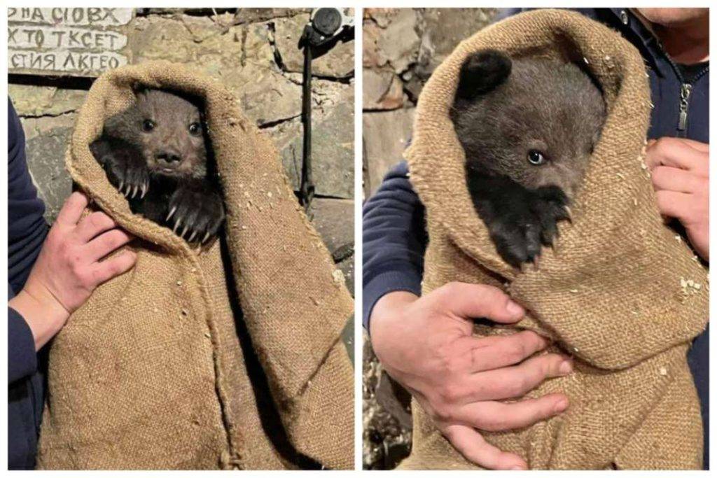 Налякане ведмежа вчинило переполох у селі на Закарпатті