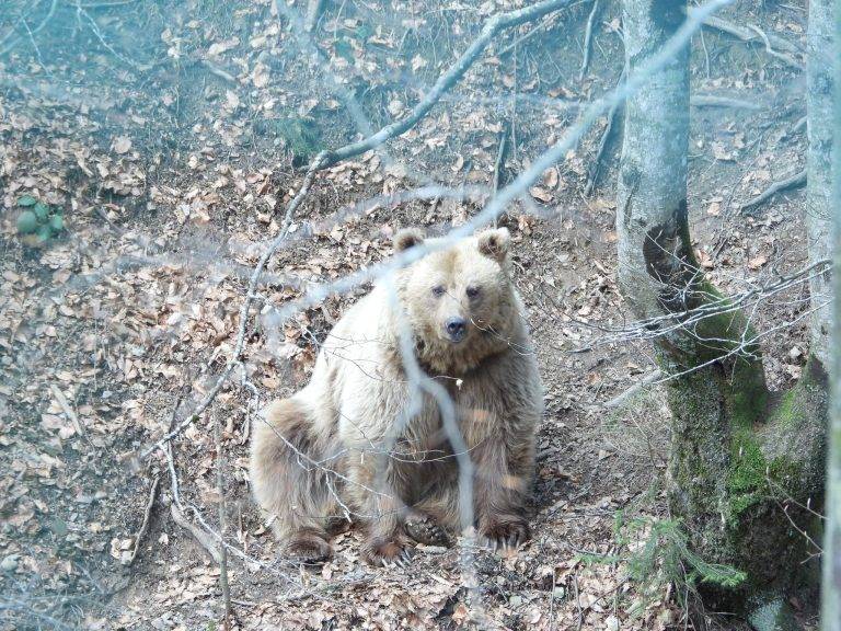 На Синевирі можна буде спостерігати онлайн за бурими ведмедями