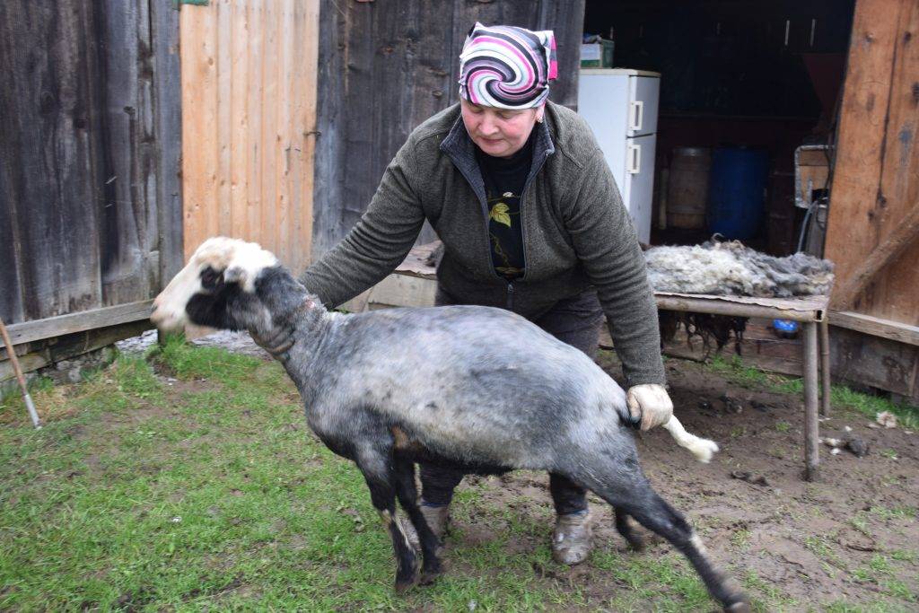 "Гуцули-грумери": Як у високогір’ї Карпат стрижуть овець