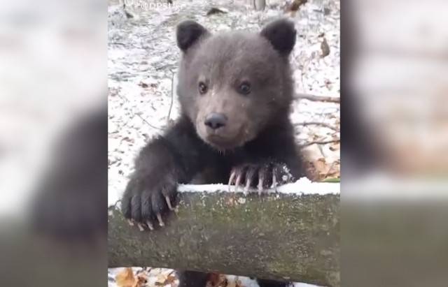 Закарпатські прикордонники натрапили в горах на кумедне мале ведмежа