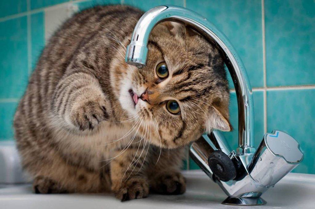 Франківський водоканал обіцяє відключити каналізацію злісним неплатникам