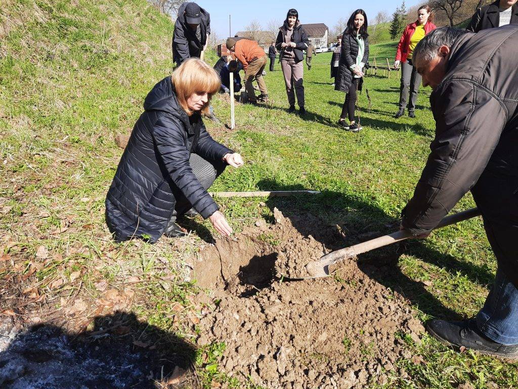На Прикарпатті висадили саджанці з Дуба Шевченка